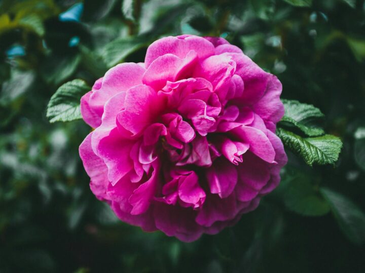 Jardim das Rosas de Berna